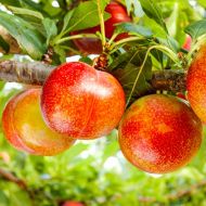 Саженец Шарафуга желтая в контейнере